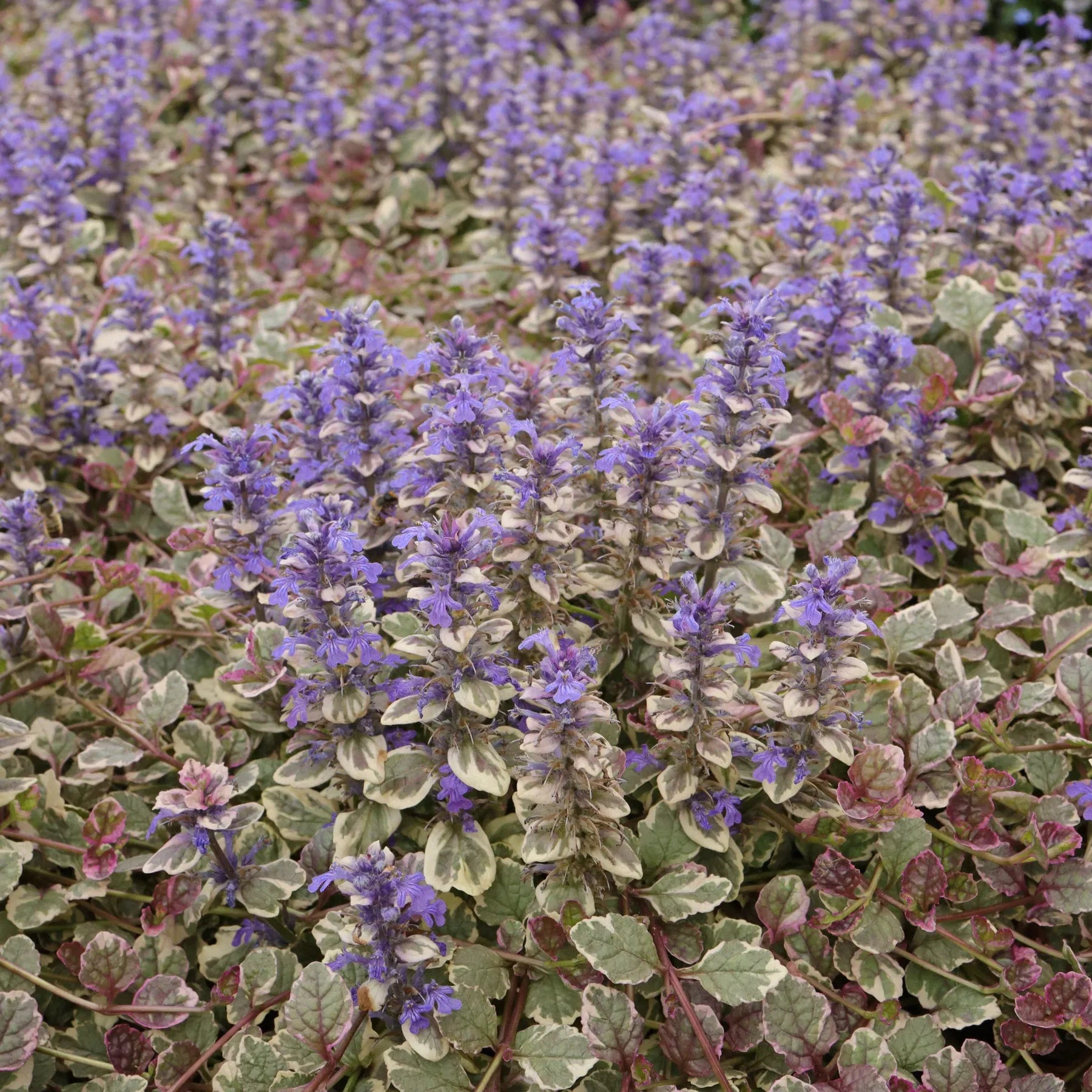 Ajuga Reptans Burgundy Glow - View 20 from www redcrocus com