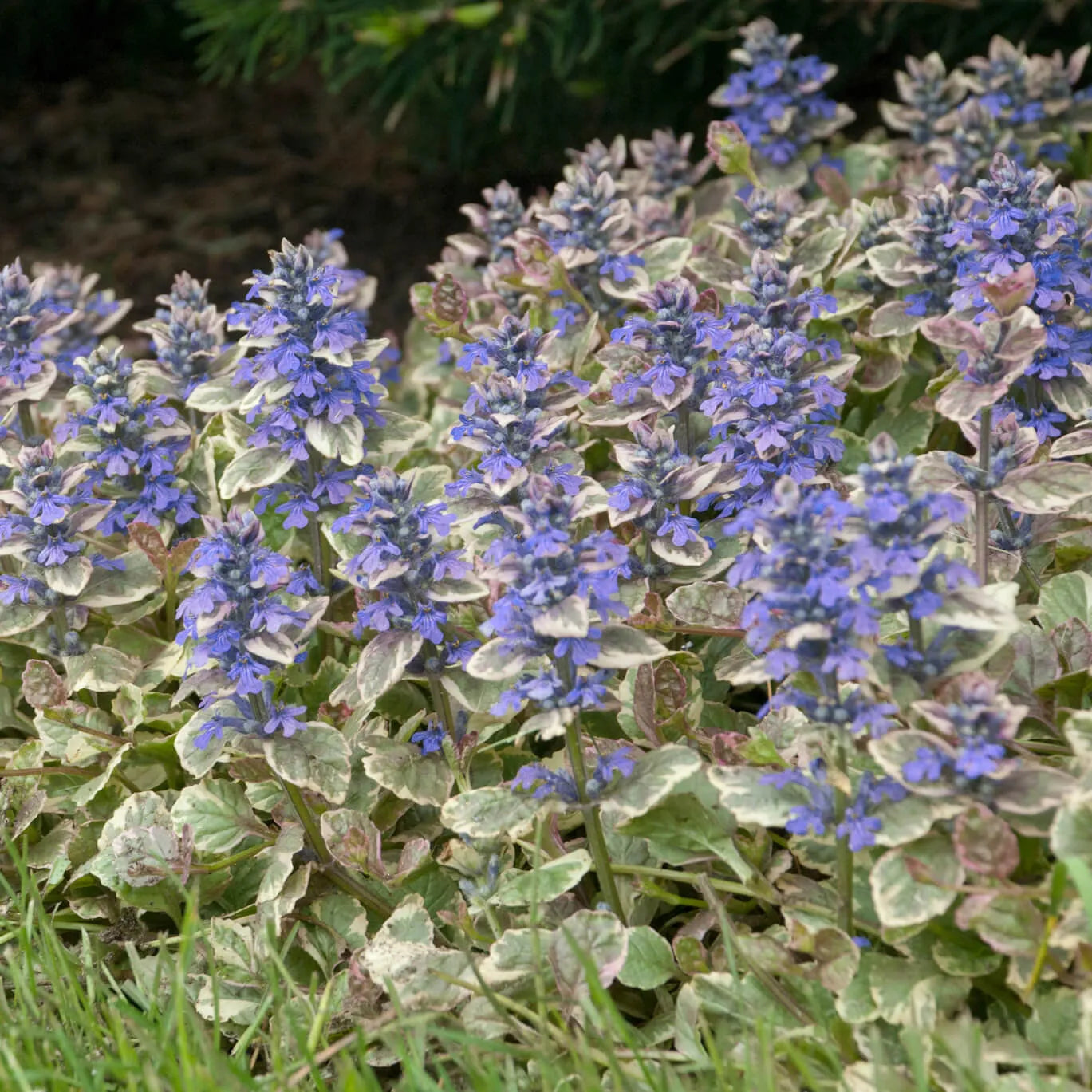 Ajuga Reptans Burgundy Glow - View 3 from www redcrocus com