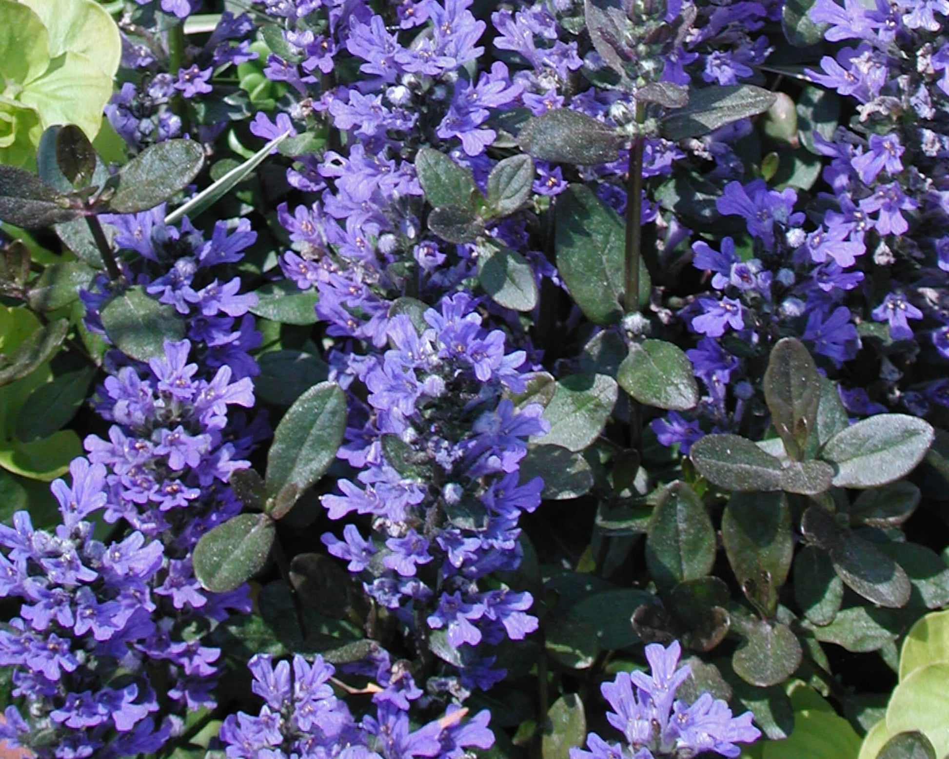 Ajuga Reptans Chocolate Chip - View 1 from www redcrocus com