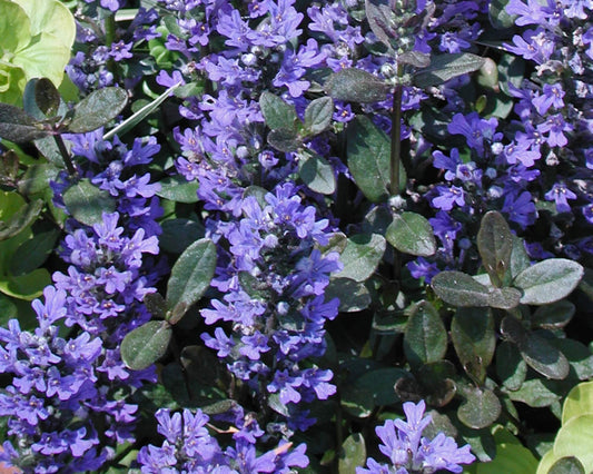Ajuga Reptans Chocolate Chip - View 1 from www redcrocus com