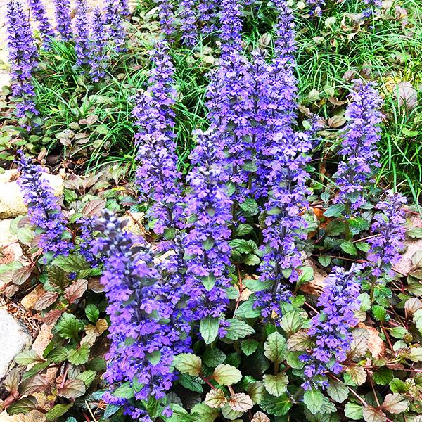 Ajuga Reptans Bronze Beauty - View 11 from www redcrocus com