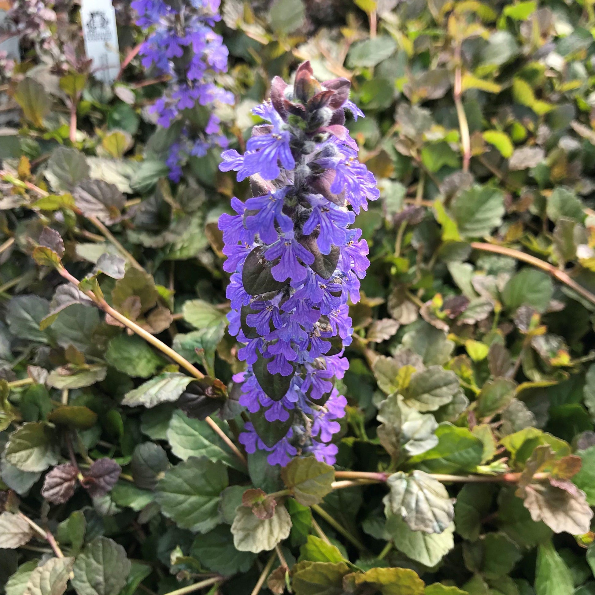 Ajuga Reptans Bronze Beauty - View 12 from www redcrocus com