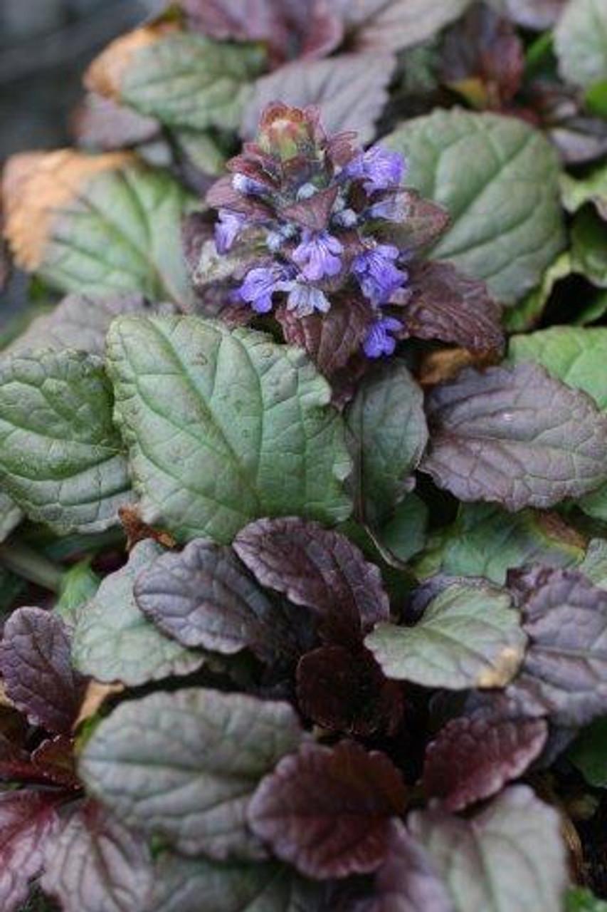 Ajuga Reptans Bronze Beauty - View 14 from www redcrocus com