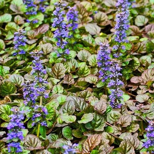 Ajuga Reptans Bronze Beauty - View 17 from www redcrocus com