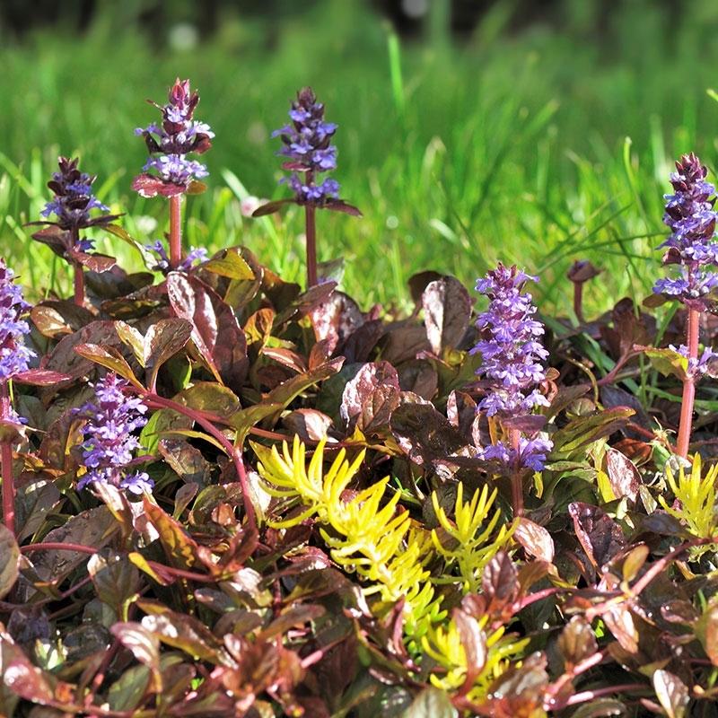 Ajuga Reptans Bronze Beauty - View 18 from www redcrocus com