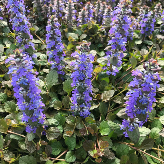 Ajuga Reptans Bronze Beauty - View 1 from www redcrocus com