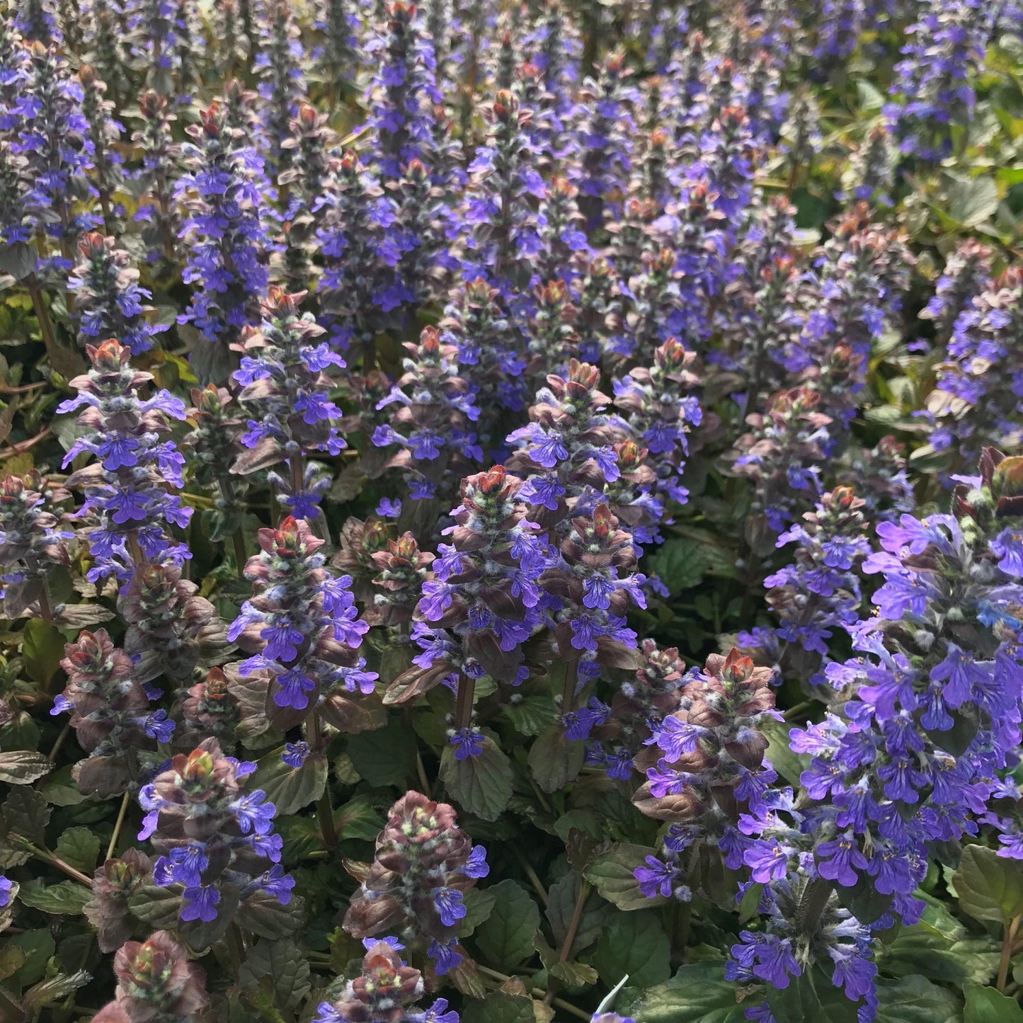 Ajuga Reptans Bronze Beauty - View 3 from www redcrocus com