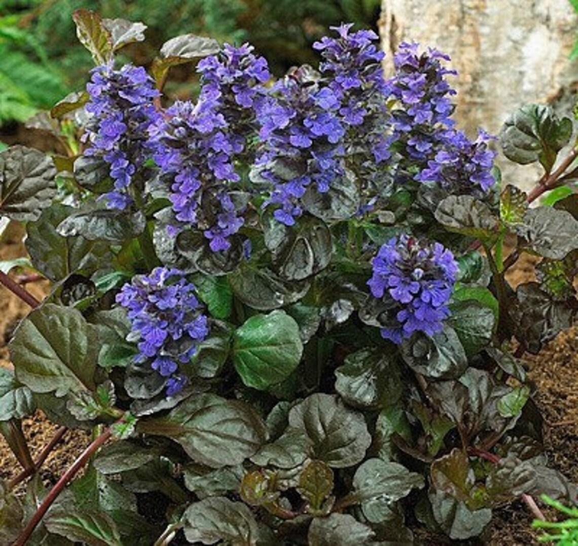 Ajuga Reptans Bronze Beauty - View 5 from www redcrocus com