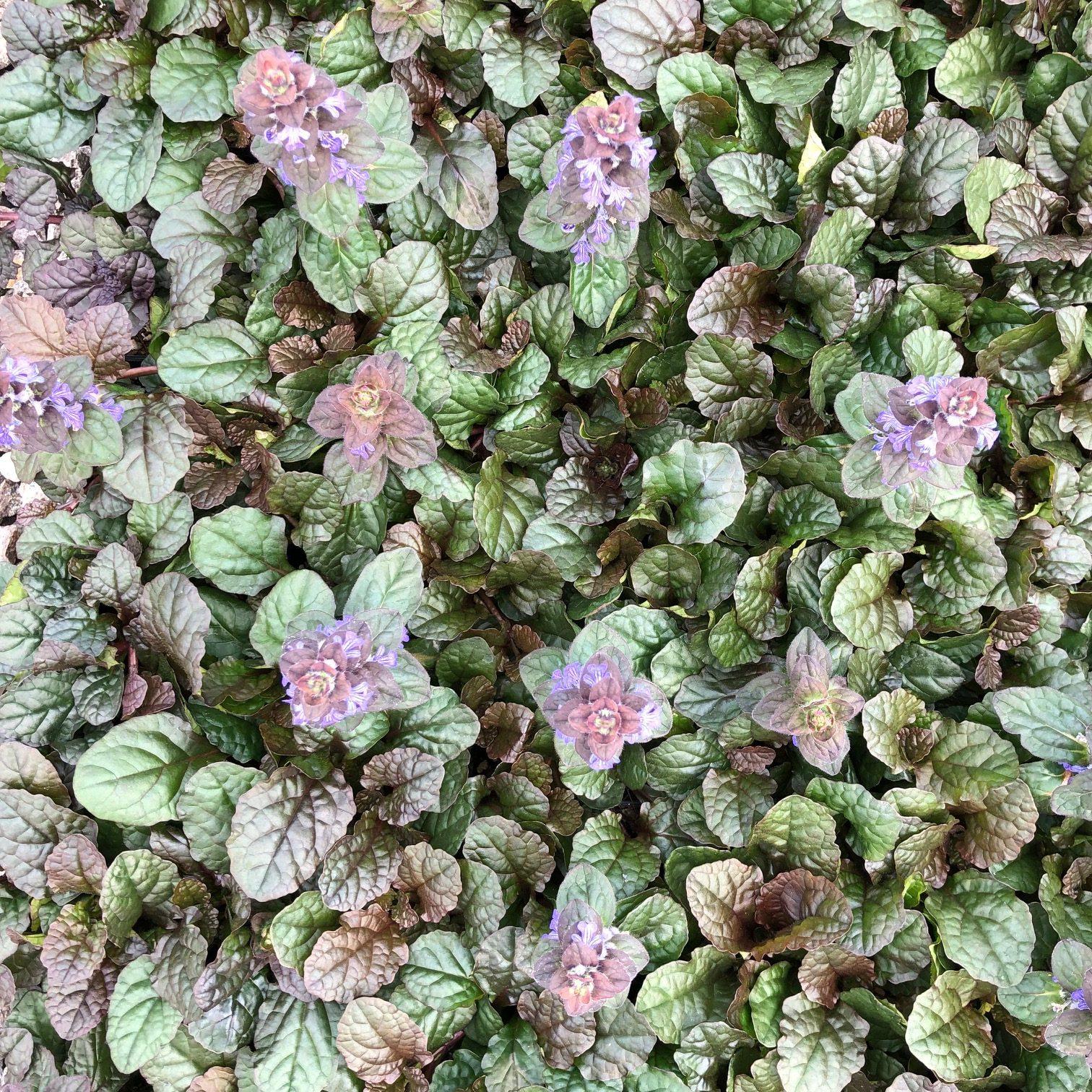 Ajuga Reptans Bronze Beauty - View 7 from www redcrocus com
