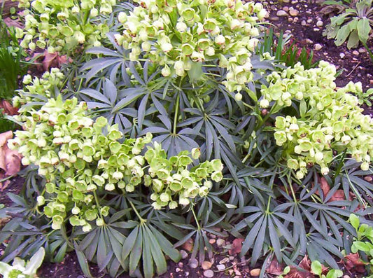 Hedera Helix 'baltica', 50 Cells, 2 - View 14 from www redcrocus com
