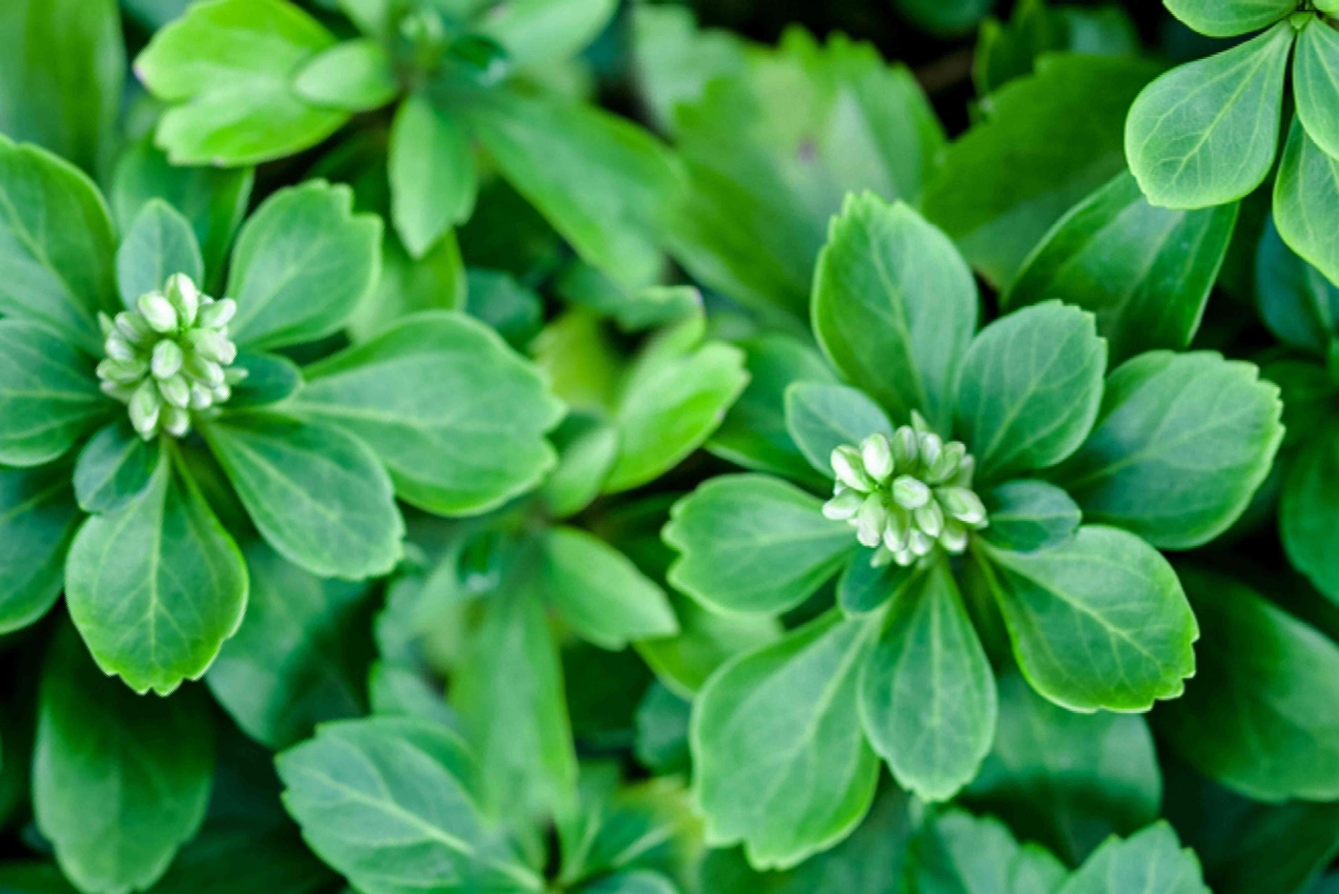 Pachysandra Terminalis - View 11 from www redcrocus com