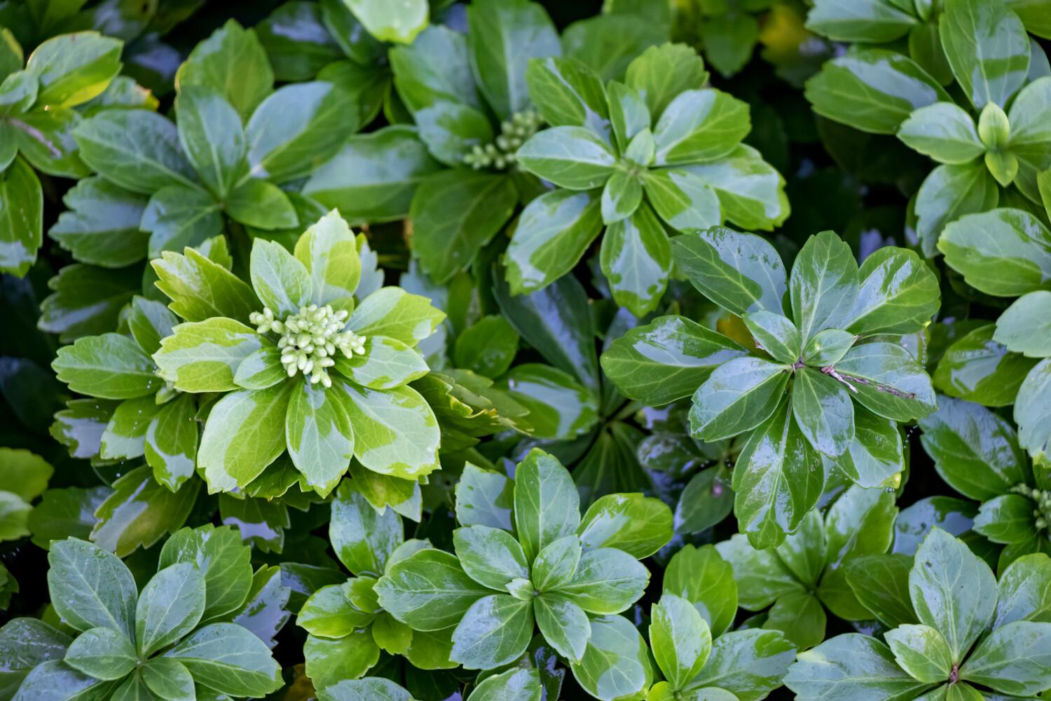 Pachysandra Terminalis - View 19 from www redcrocus com