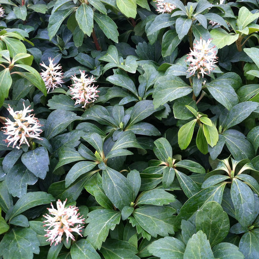 Pachysandra Terminalis - View 1 from www redcrocus com