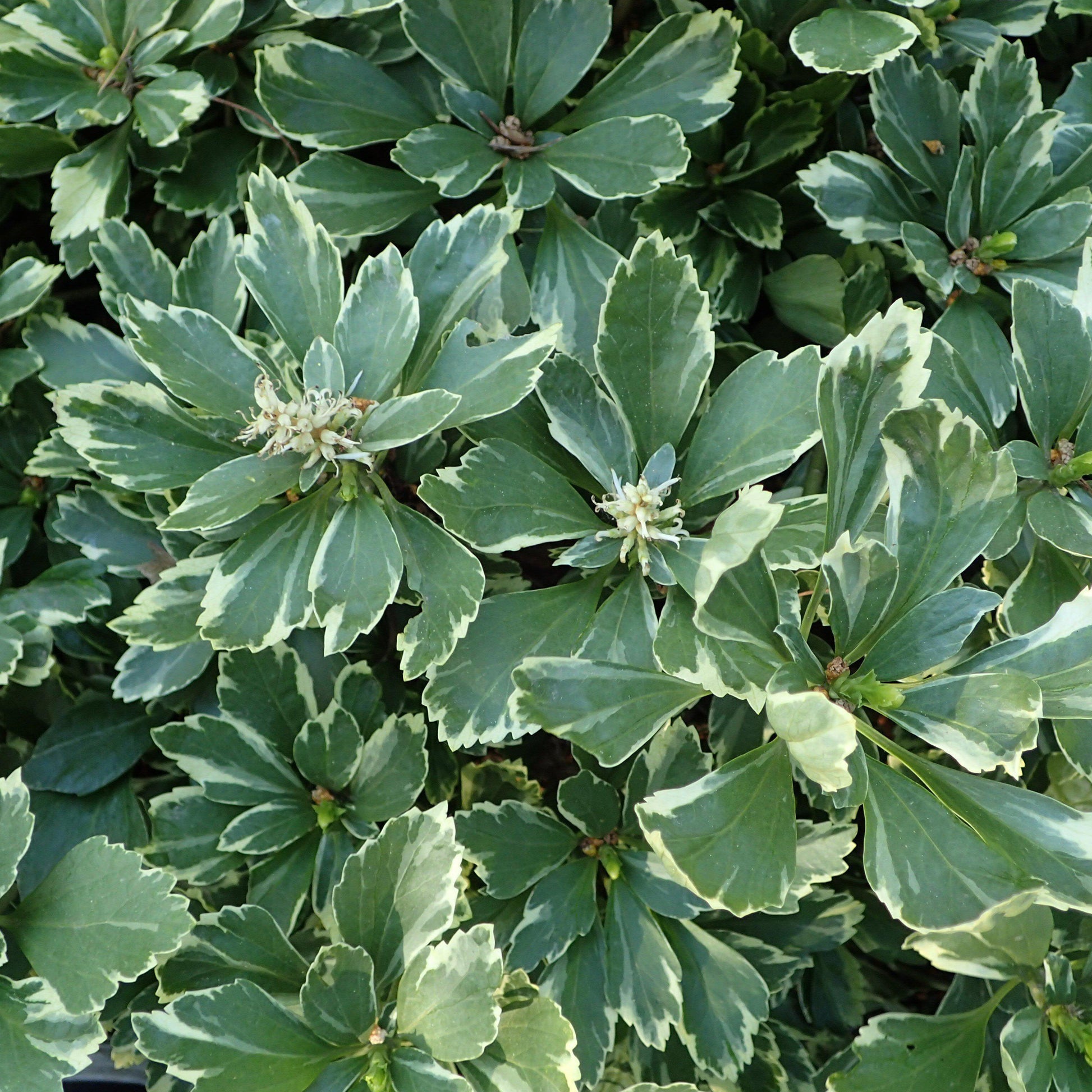 Pachysandra Terminalis - View 9 from www redcrocus com