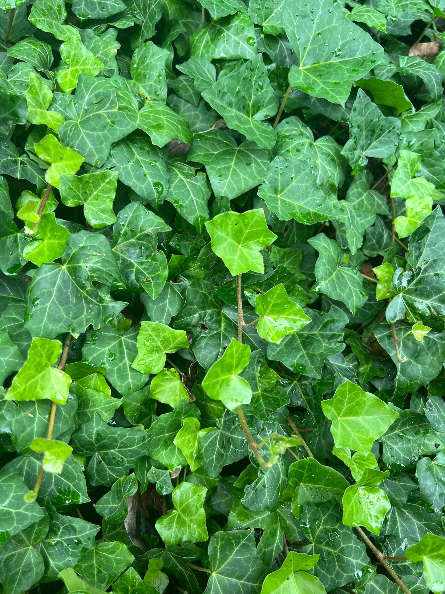 Hedera Helix Baltic Ivy - View 10 from www redcrocus com
