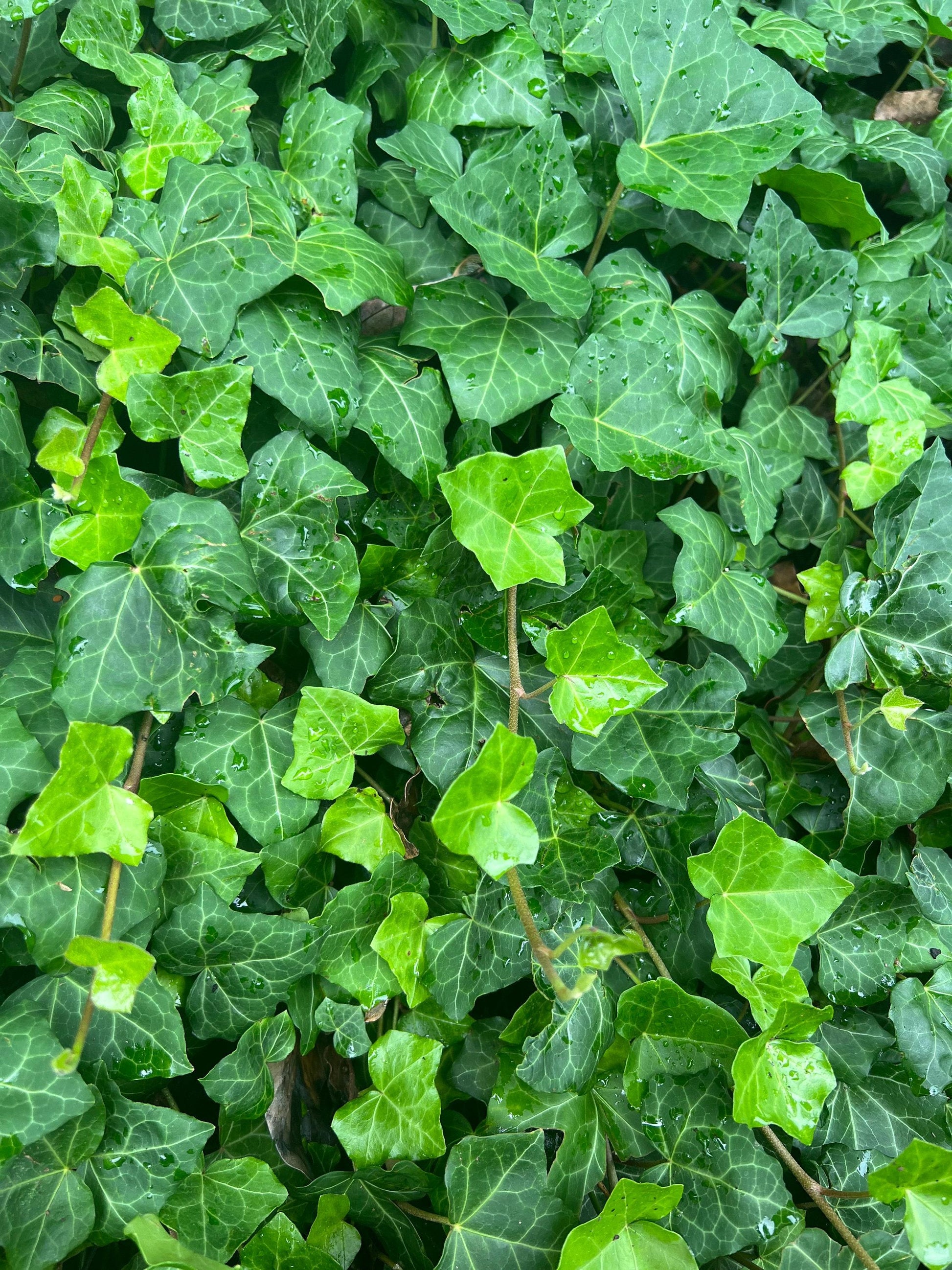 Hedera Helix Baltic Ivy - View 10 from www redcrocus com