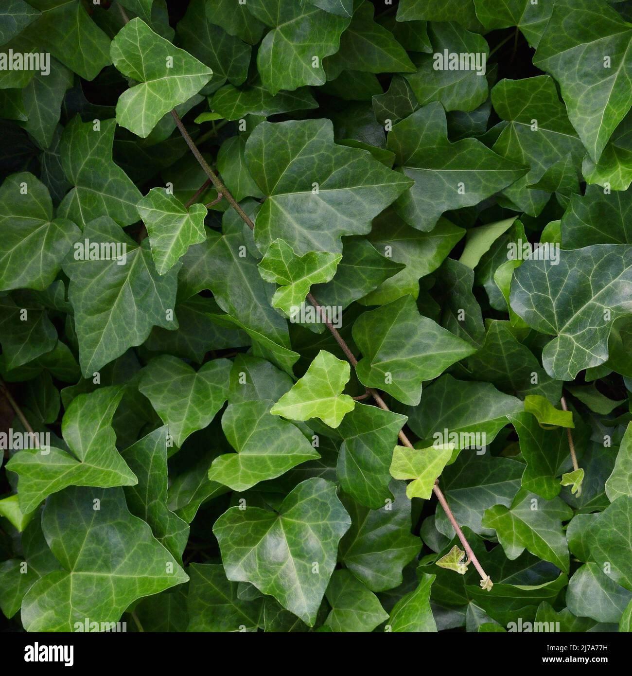 Hedera Helix Baltic Ivy - View 19 from www redcrocus com