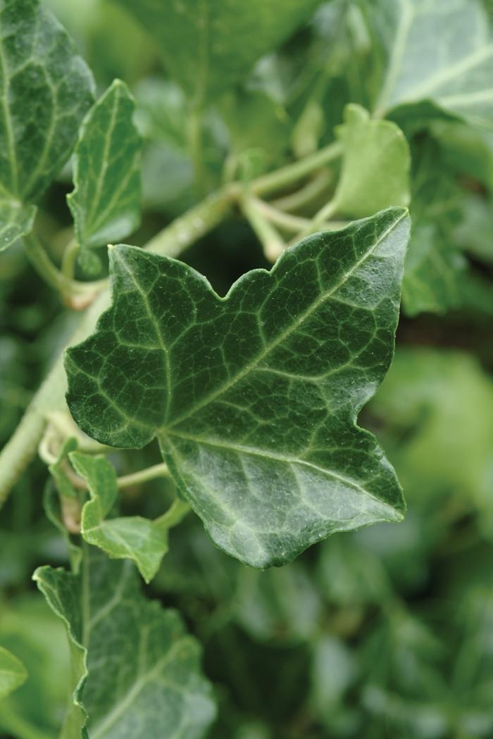 Hedera Helix Baltic Ivy - View 1 from www redcrocus com
