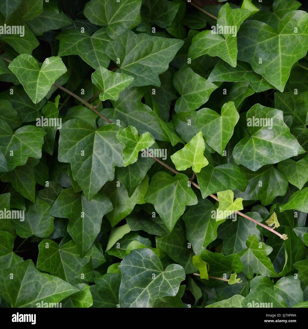 Hedera Helix Baltic Ivy - View 20 from www redcrocus com