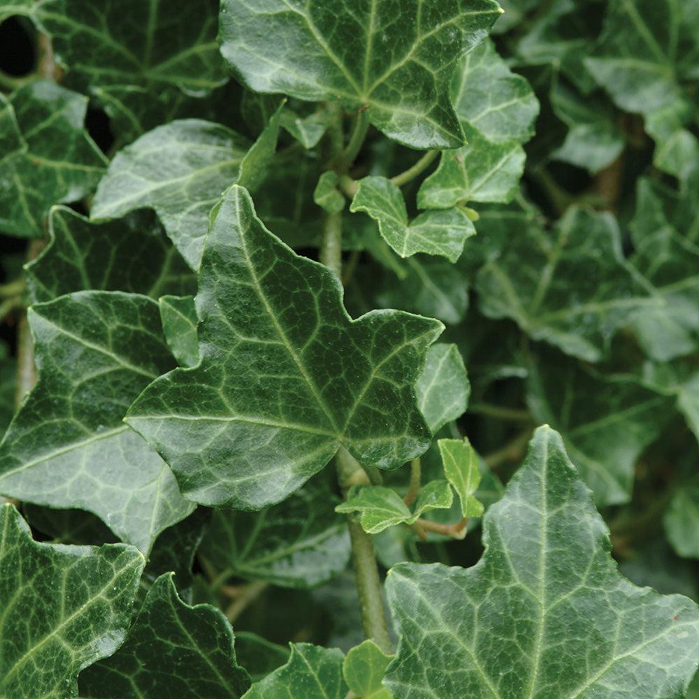 Hedera Helix Baltic Ivy - View 5 from www redcrocus com
