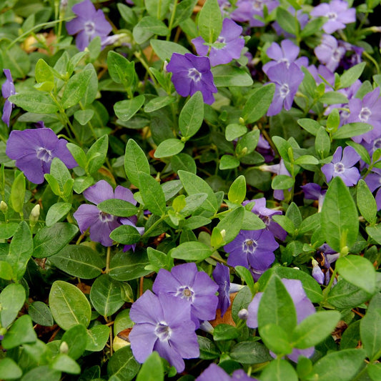 Vinca Minor Bowles - View 1 from www redcrocus com