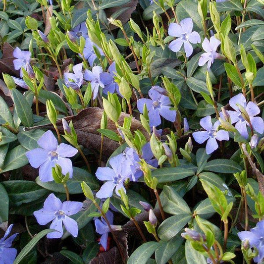 Vinca Minor 'bowles Cunningham' - View 8 from www redcrocus com