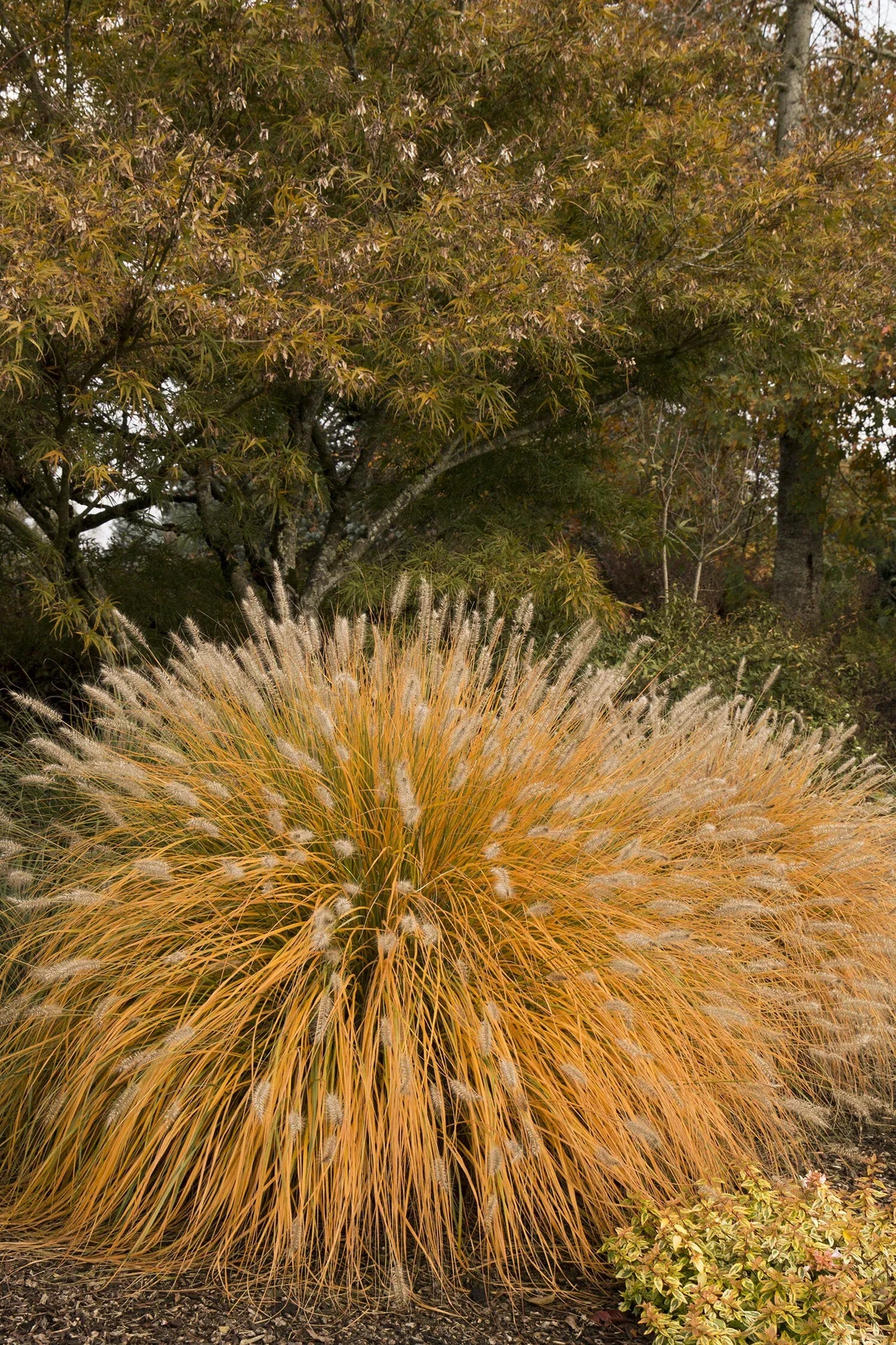 G0002 Grass, Pennisetum Alopecuroides 'hameln' - View 10 from www redcrocus com