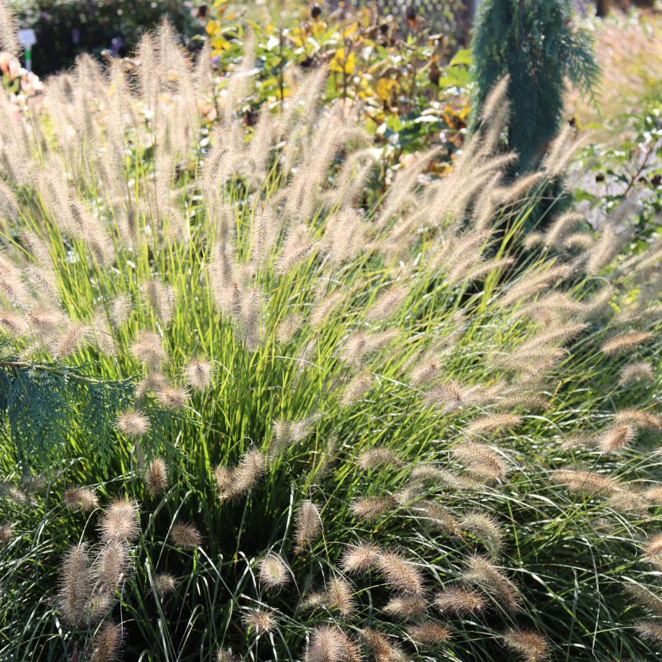 G0002 Grass, Pennisetum Alopecuroides 'hameln' - View 11 from www redcrocus com