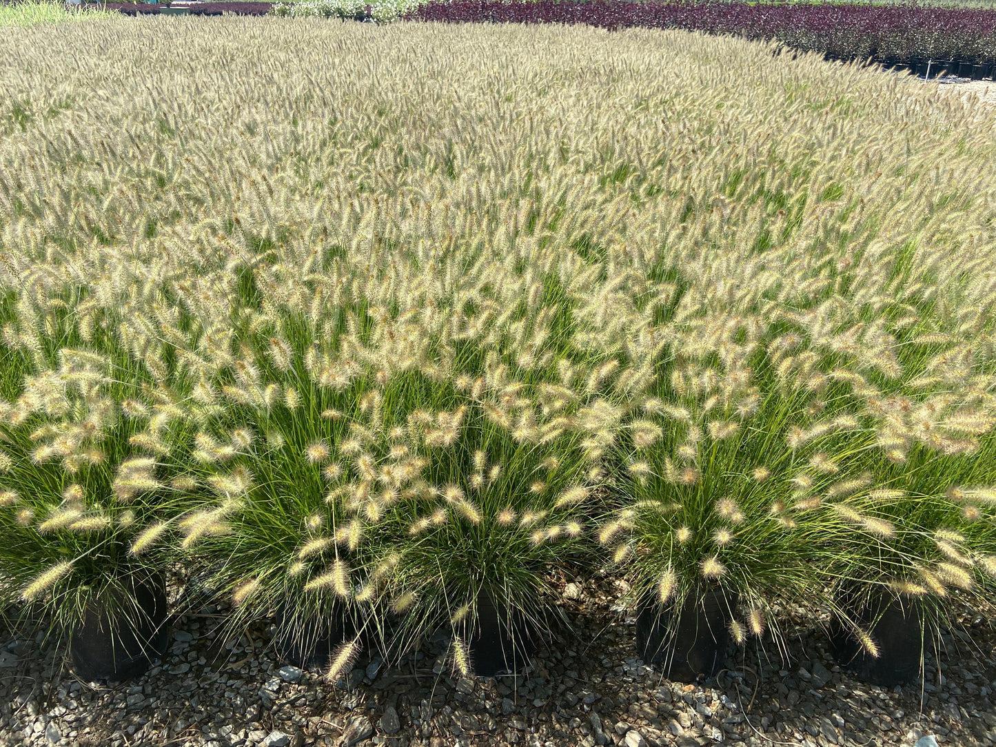 G0002 Grass, Pennisetum Alopecuroides 'hameln' - View 12 from www redcrocus com