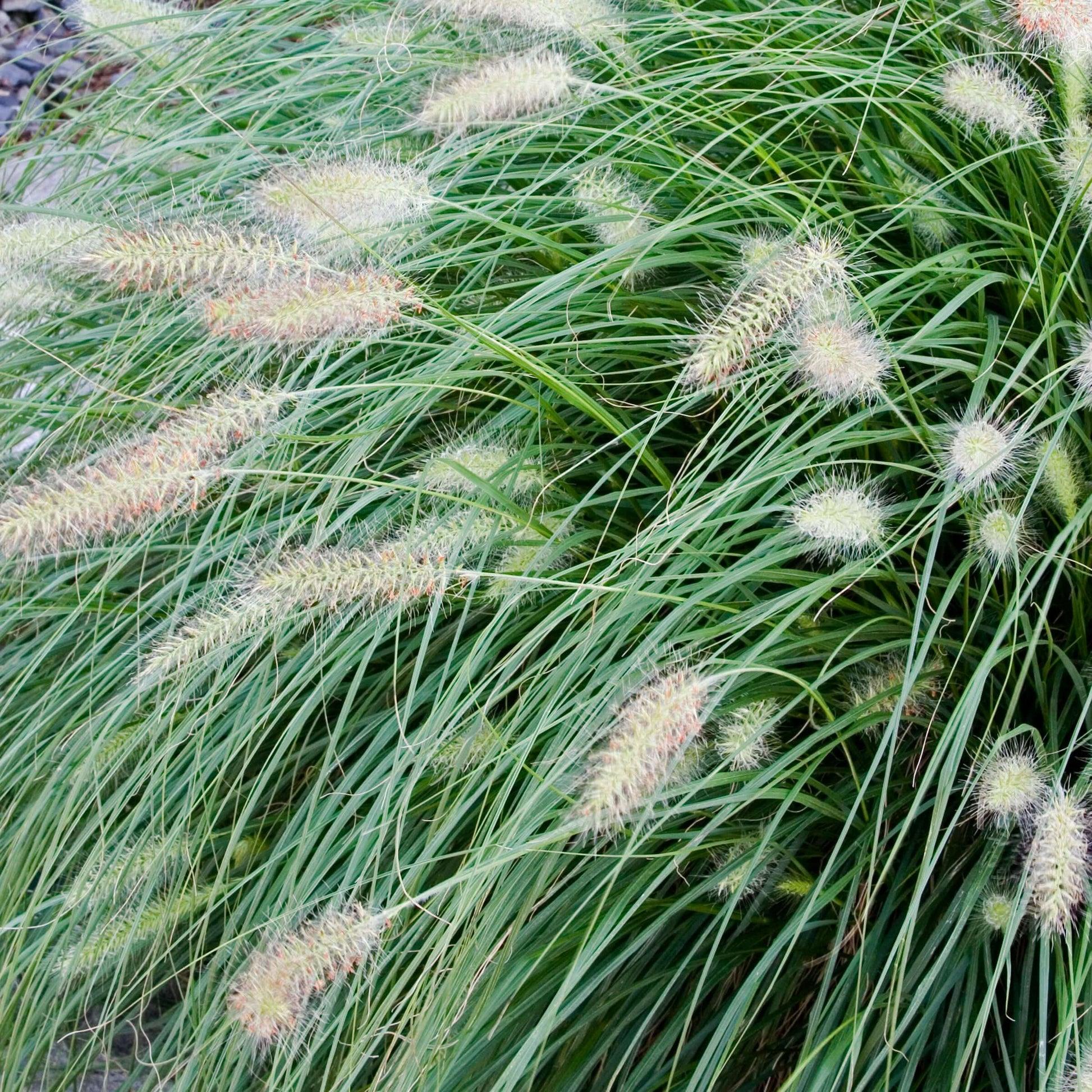 G0002 Grass, Pennisetum Alopecuroides 'hameln' - View 14 from www redcrocus com
