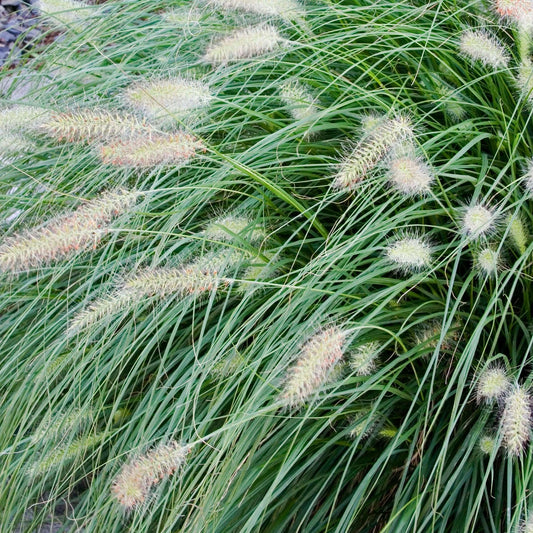 G0002 Grass, Pennisetum Alopecuroides 'hameln' - View 14 from www redcrocus com