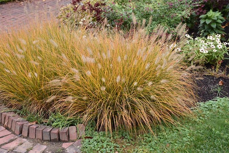 G0002 Grass, Pennisetum Alopecuroides 'hameln' - View 15 from www redcrocus com