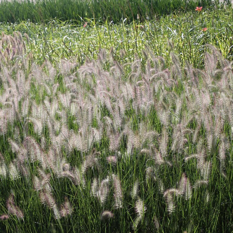G0002 Grass, Pennisetum Alopecuroides 'hameln' - View 17 from www redcrocus com