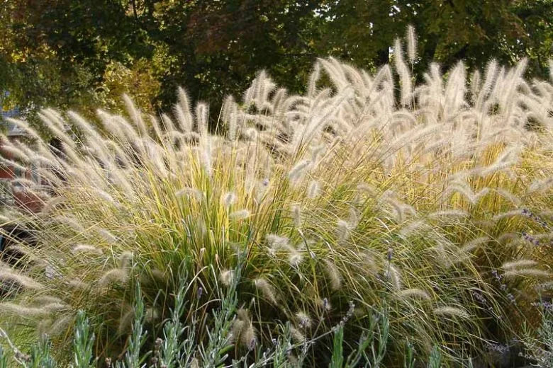 G0002 Grass, Pennisetum Alopecuroides 'hameln' - View 18 from www redcrocus com