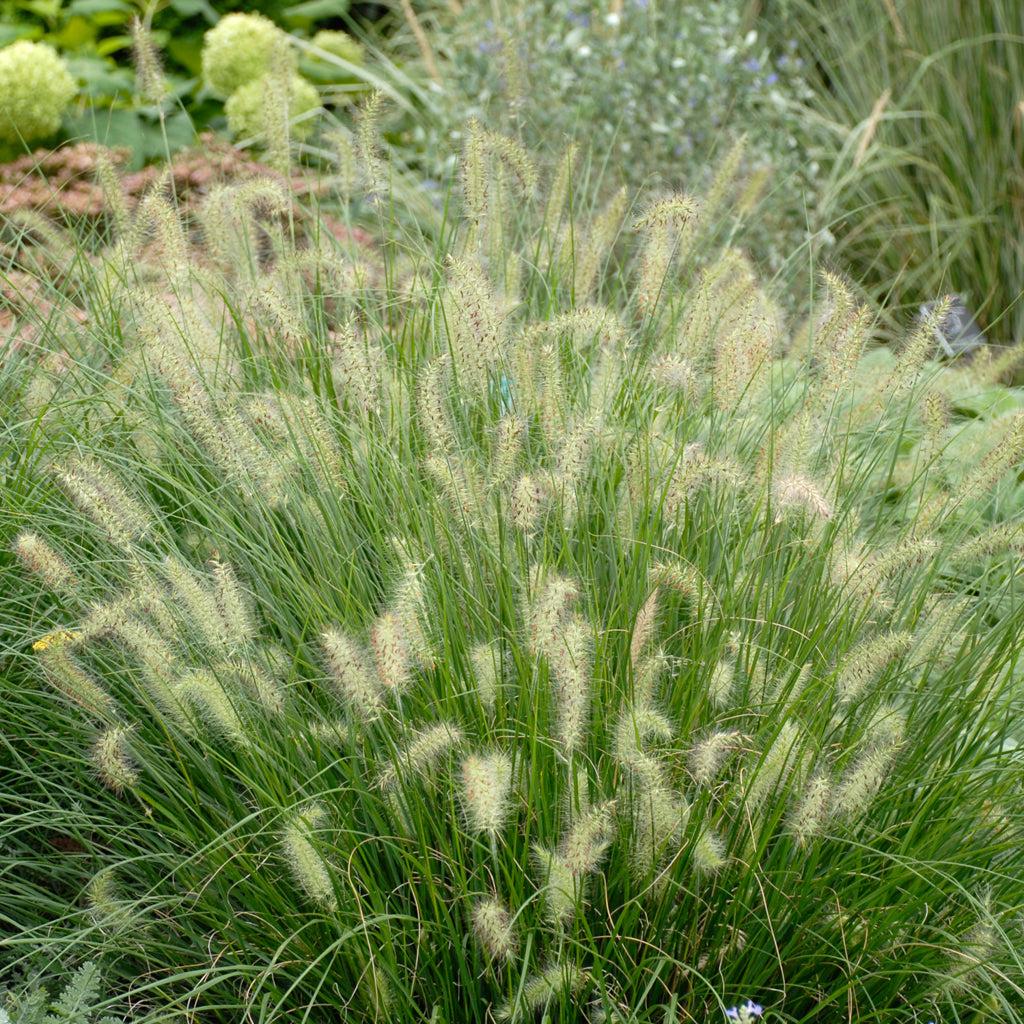 G0002 Grass, Pennisetum Alopecuroides 'hameln' - View 19 from www redcrocus com