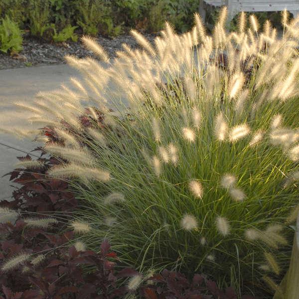 G0002 Grass, Pennisetum Alopecuroides 'hameln' - View 1 from www redcrocus com