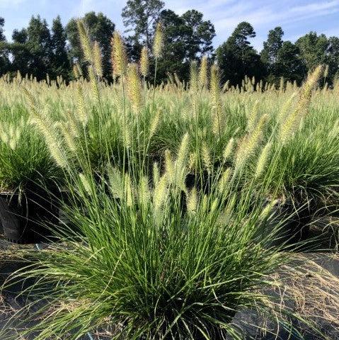 G0002 Grass, Pennisetum Alopecuroides 'hameln' - View 23 from www redcrocus com