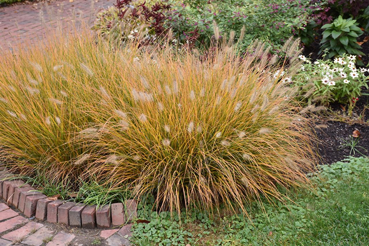 G0002 Grass, Pennisetum Alopecuroides 'hameln' - View 24 from www redcrocus com