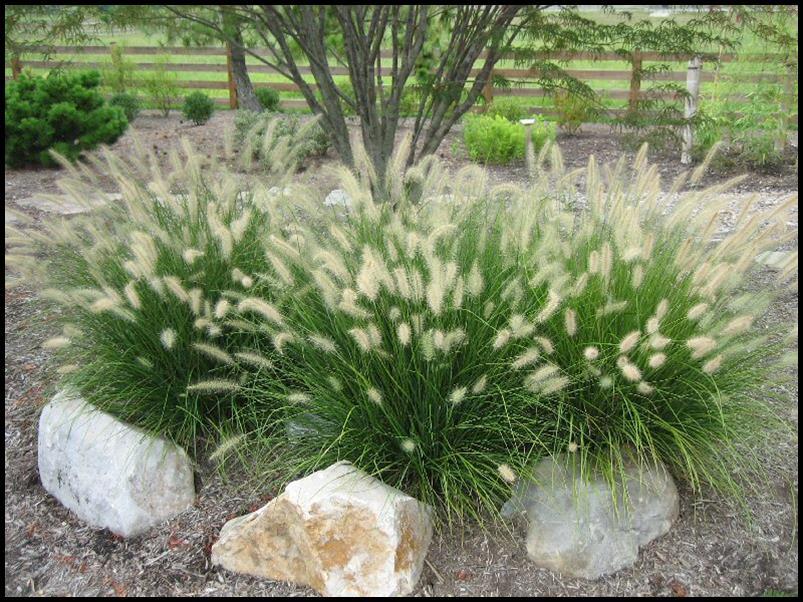 G0002 Grass, Pennisetum Alopecuroides 'hameln' - View 25 from www redcrocus com