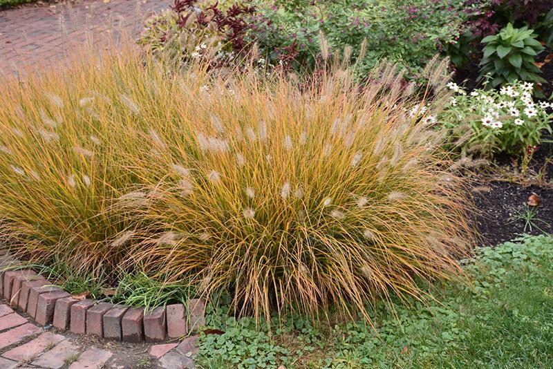 G0002 Grass, Pennisetum Alopecuroides 'hameln' - View 28 from www redcrocus com