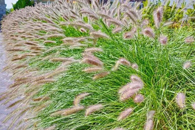 G0002 Grass, Pennisetum Alopecuroides 'hameln' - View 29 from www redcrocus com