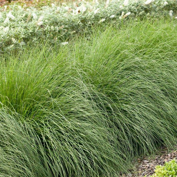G0002 Grass, Pennisetum Alopecuroides 'hameln' - View 31 from www redcrocus com