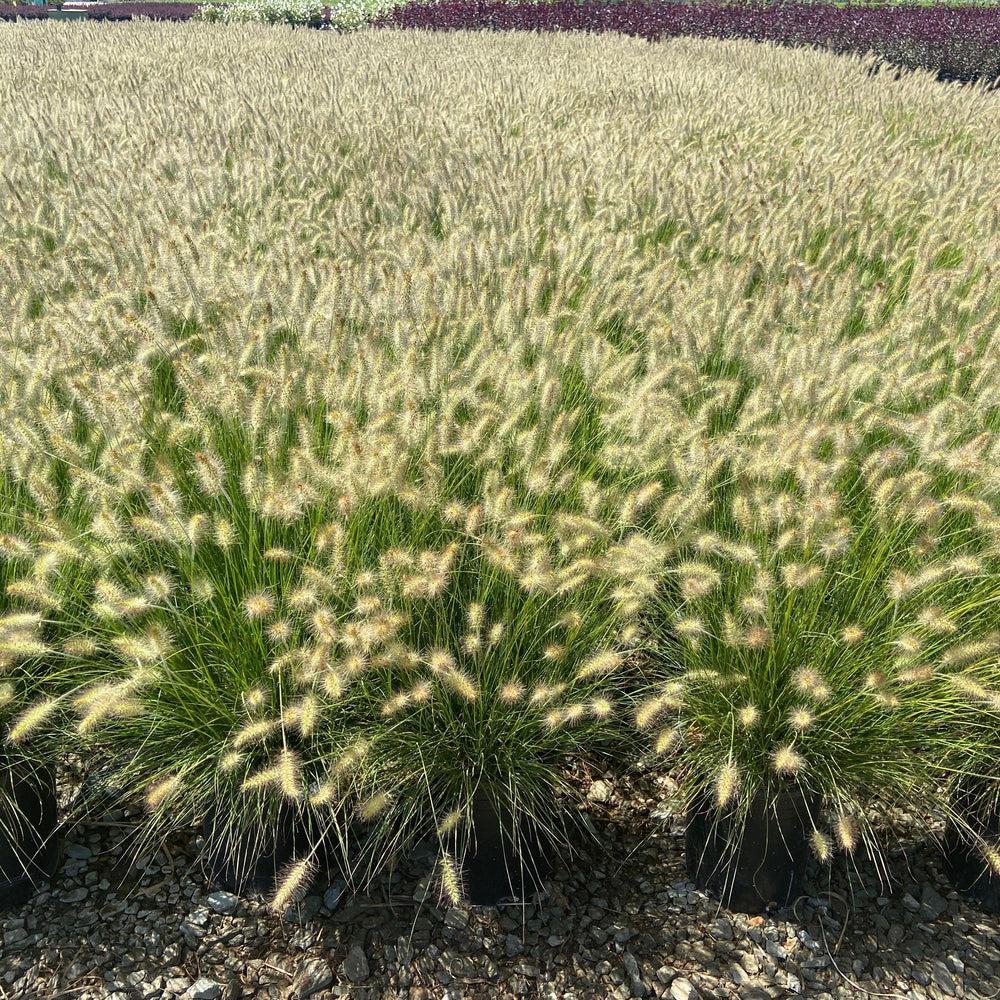G0002 Grass, Pennisetum Alopecuroides 'hameln' - View 32 from www redcrocus com