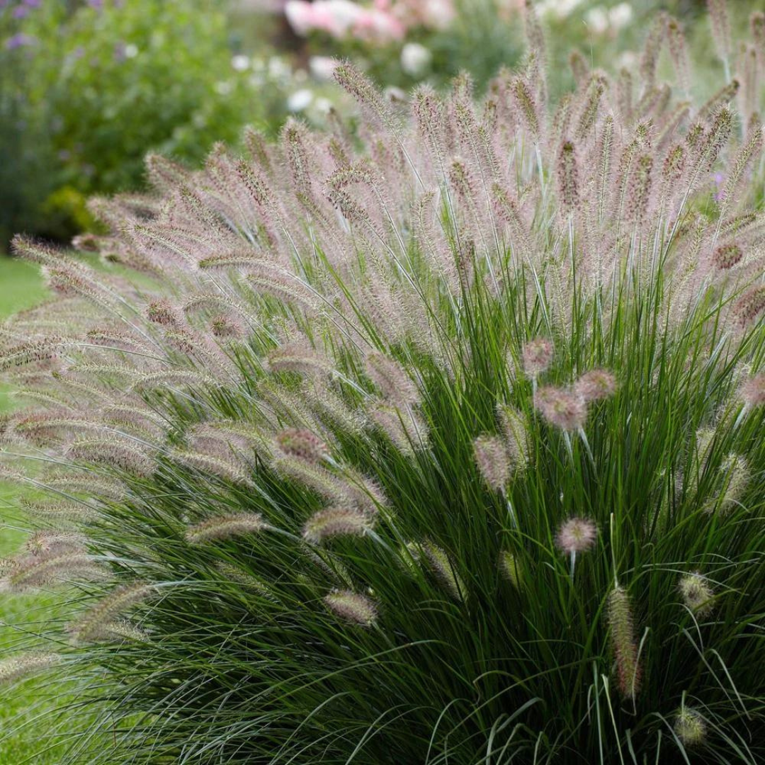 G0002 Grass, Pennisetum Alopecuroides 'hameln' - View 33 from www redcrocus com