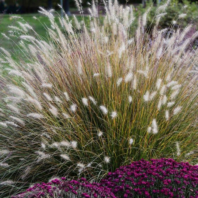 G0002 Grass, Pennisetum Alopecuroides 'hameln' - View 34 from www redcrocus com