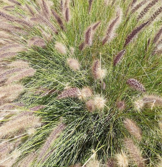 G0002 Grass, Pennisetum Alopecuroides 'hameln' - View 37 from www redcrocus com
