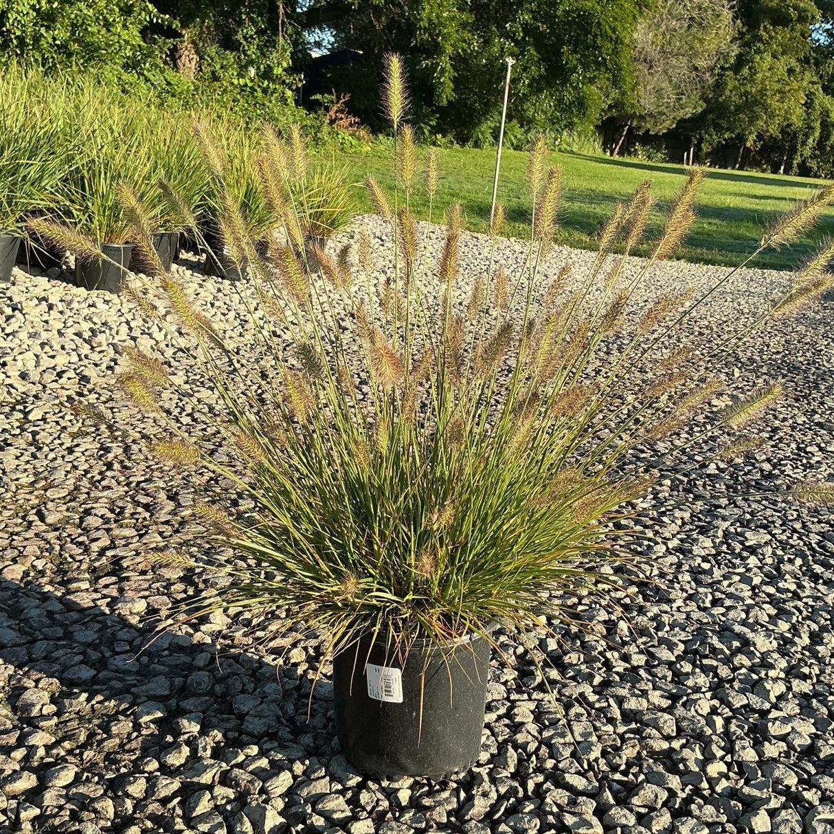G0002 Grass, Pennisetum Alopecuroides 'hameln' - View 38 from www redcrocus com