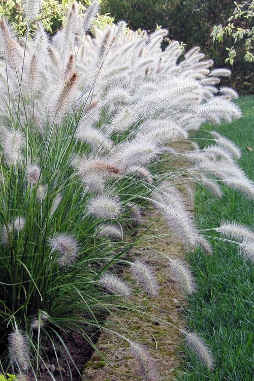 G0002 Grass, Pennisetum Alopecuroides 'hameln' - View 39 from www redcrocus com