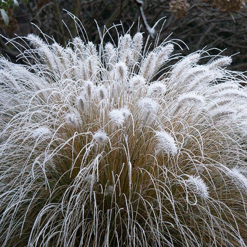 G0002 Grass, Pennisetum Alopecuroides 'hameln' - View 4 from www redcrocus com