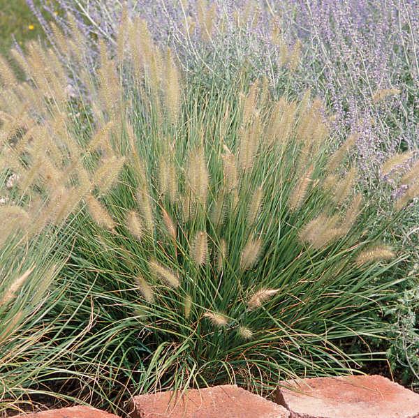 G0002 Grass, Pennisetum Alopecuroides 'hameln' - View 5 from www redcrocus com